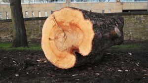 fallen tree