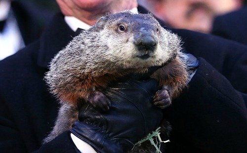 <> on February 2, 2013 in Punxsutawney, Pennsylvania.