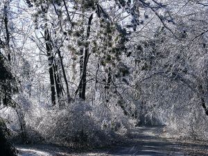 ice tree