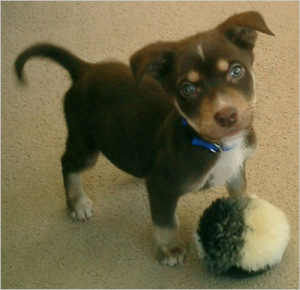 puppy1