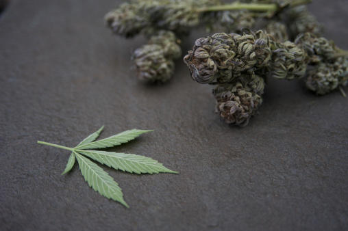 cannabis leaf plant