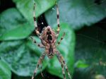 Spider on a web