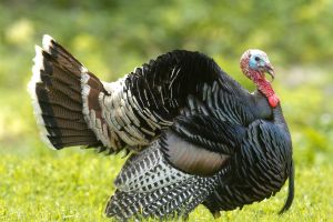 Wild Turkey