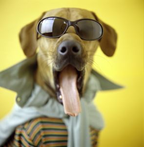 Rhodesian ridgeback wearing sunglasses and t-shirt, head-shot