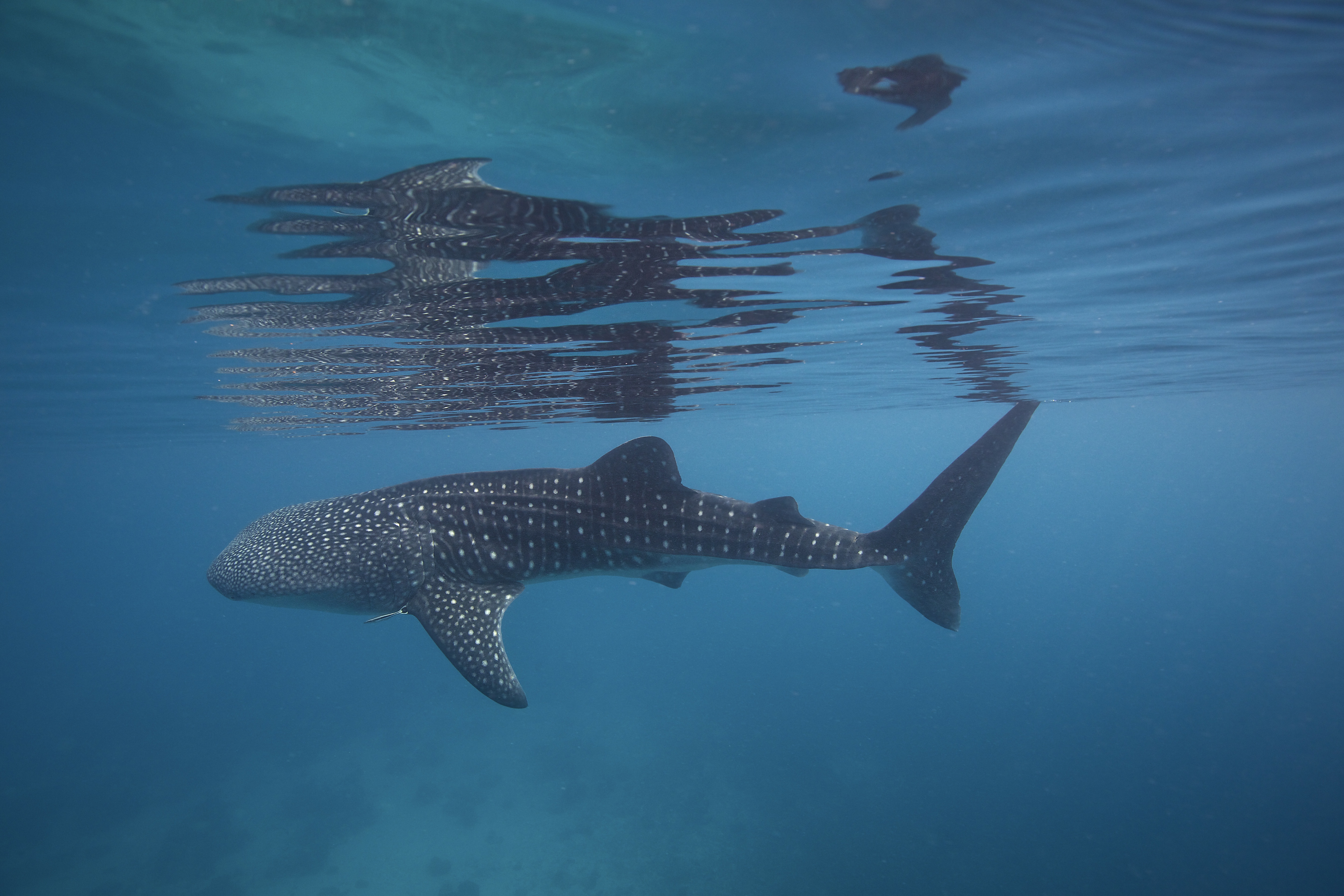 Whale shark reflection