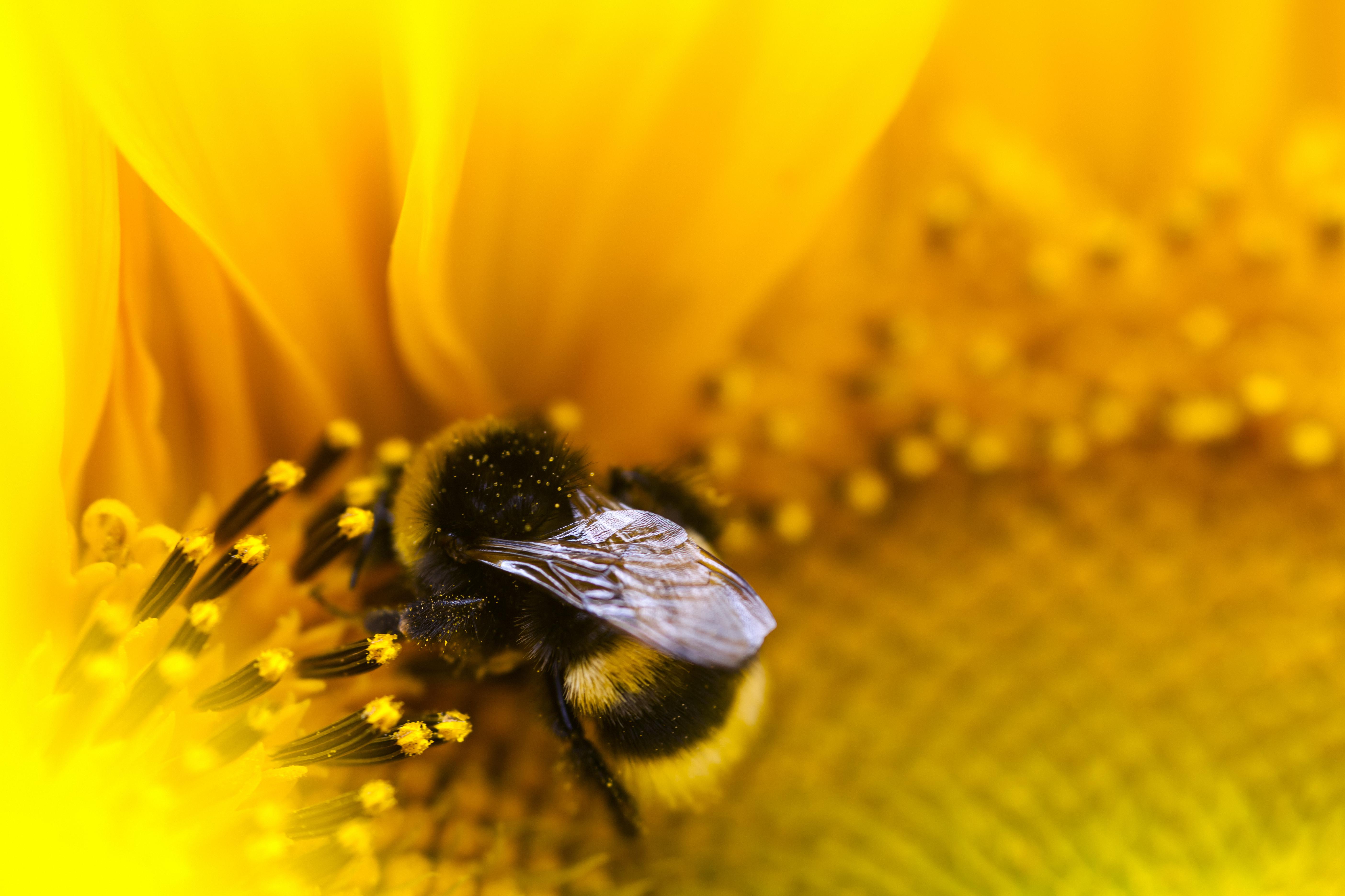Bumblebee.