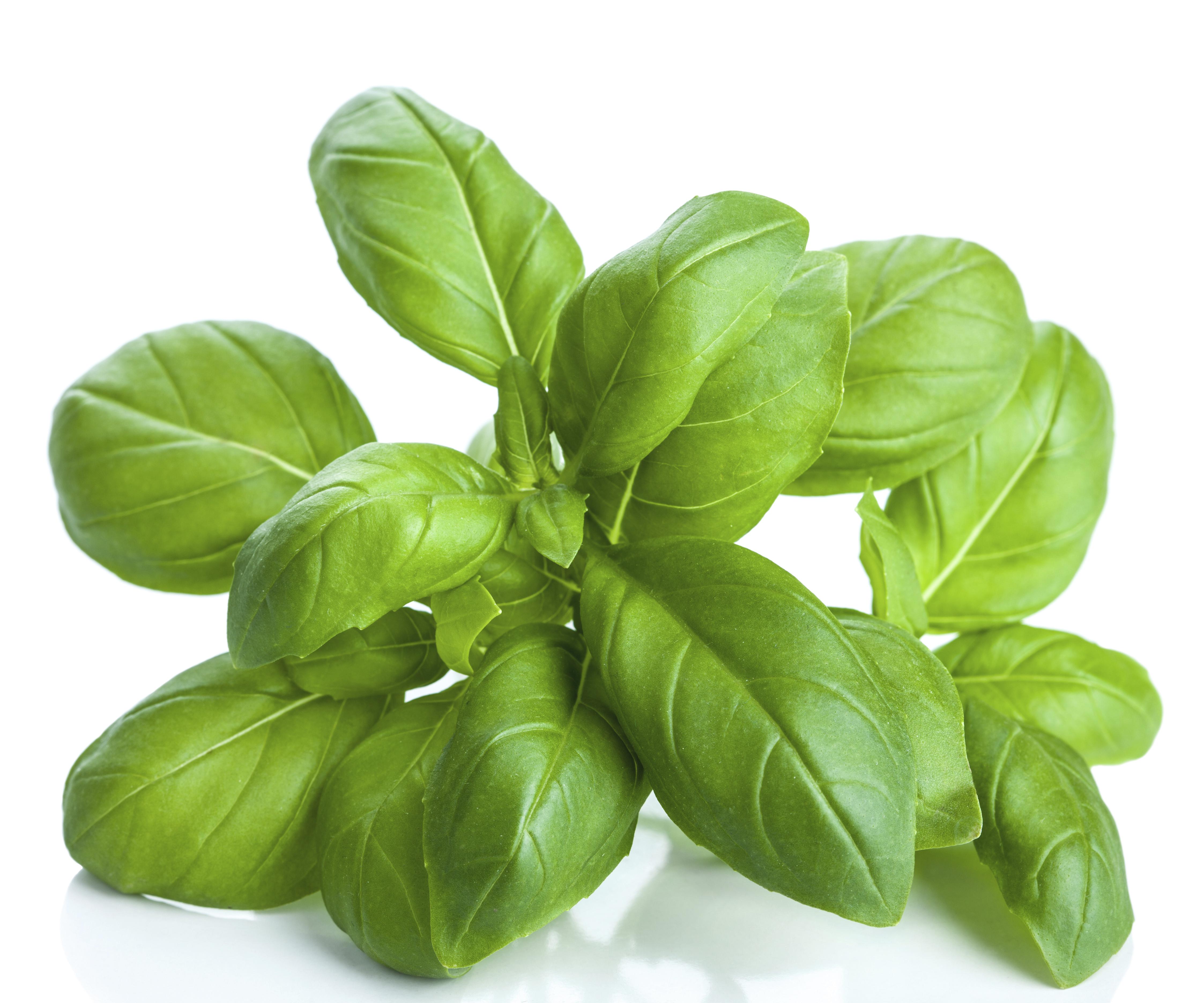 basil leaves isolated