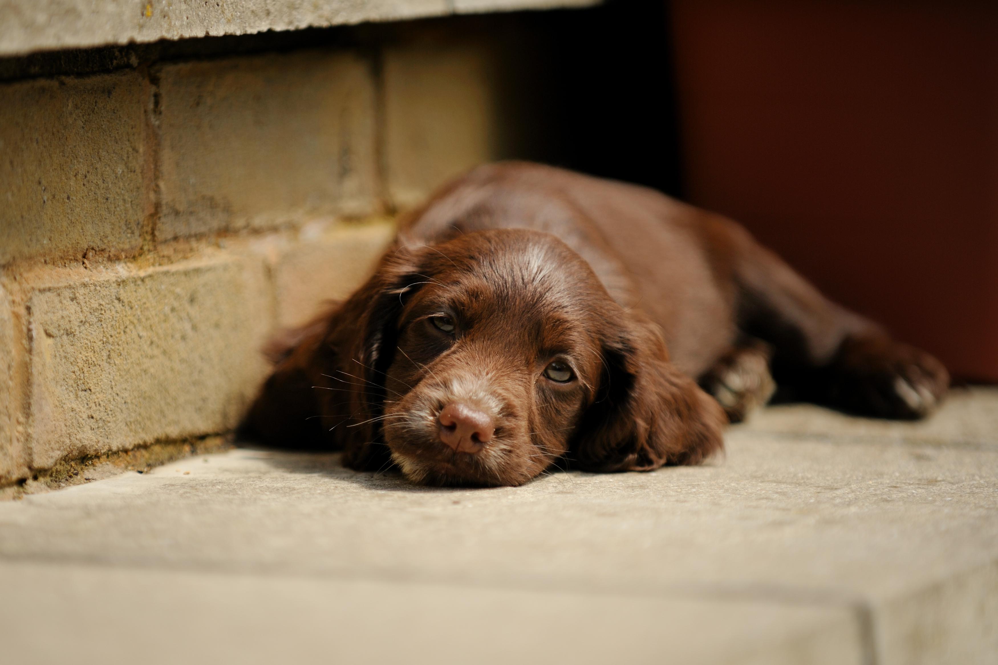 Tired puppy