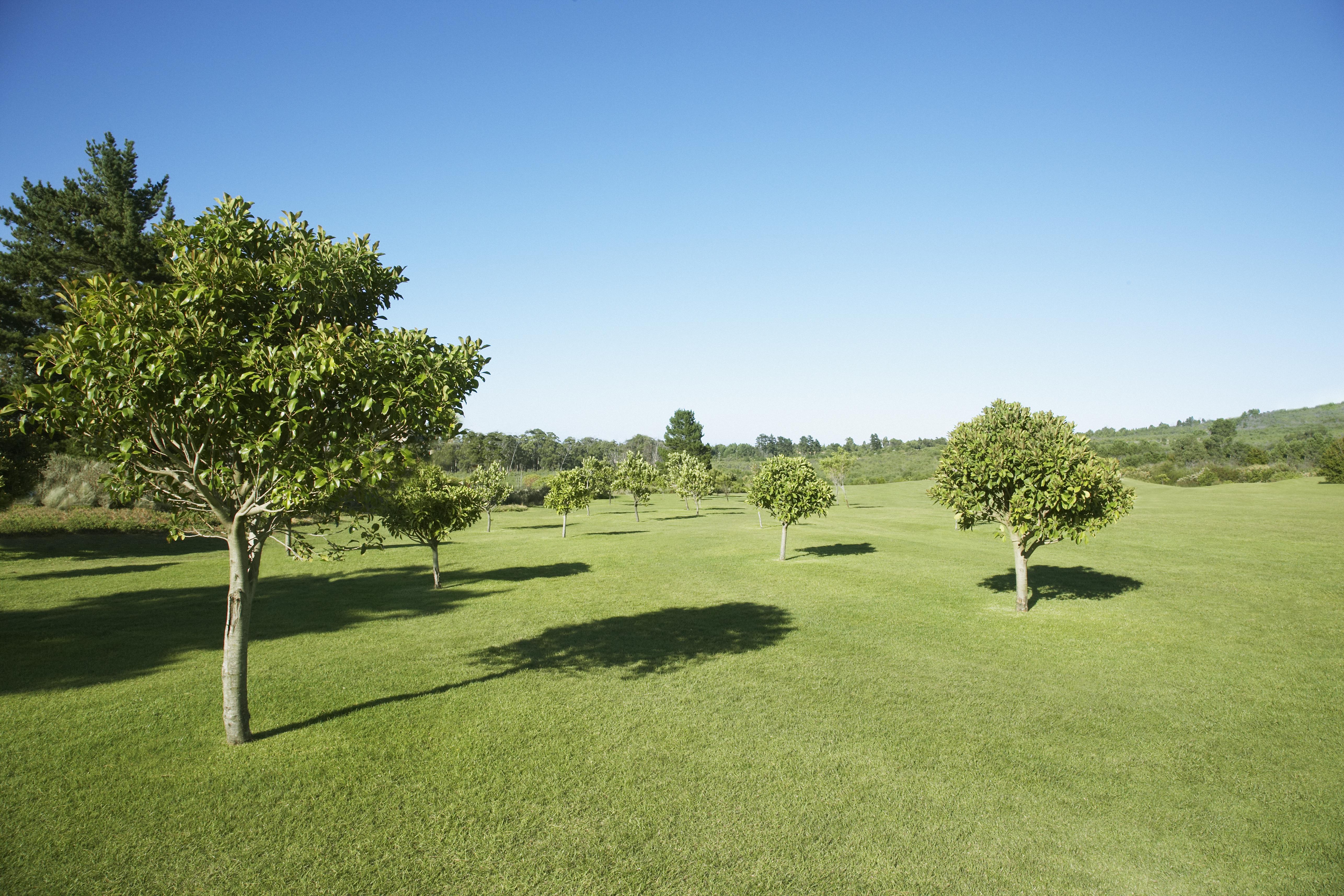 field with trees